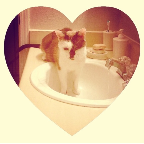 Meet Poshers, Kate & Damian Kitty 💕✨🐱🐾 - Picture 2 of 16